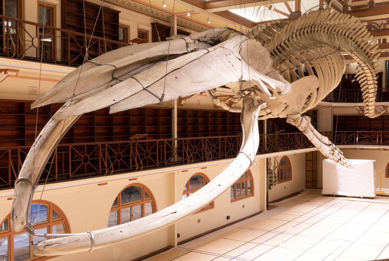 otto the whale